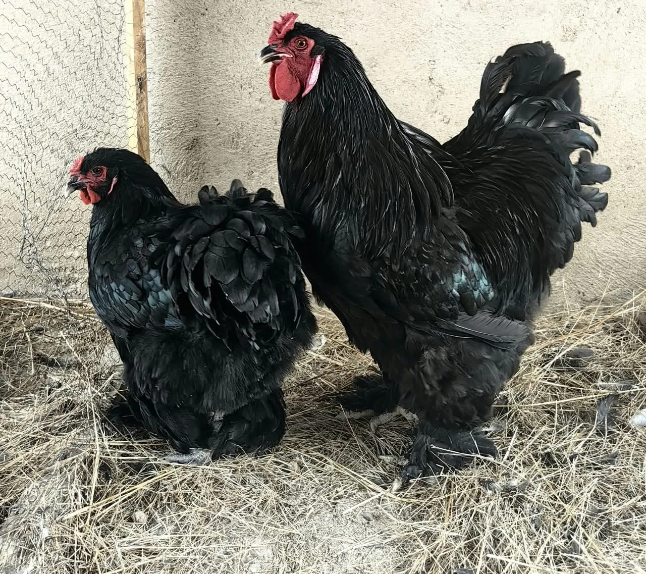 Black Brahma hen and rooster with glossy black feathers and feathered feet, standing on straw