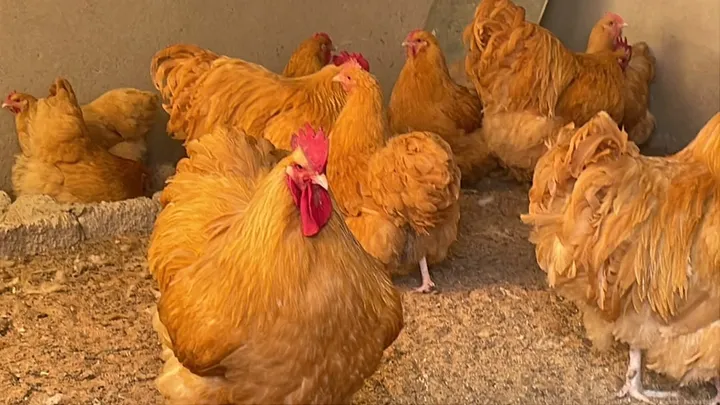 Buff Orpington hens and rooster with golden feathers in a poultry house