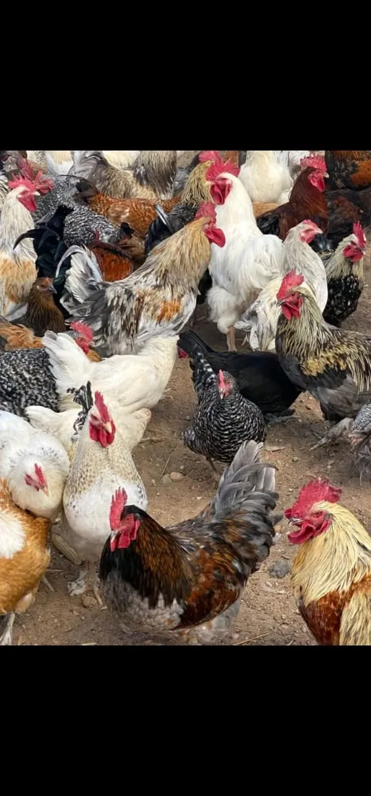 A mixed flock of cross-breed chickens in white, black, brown and speckled colours