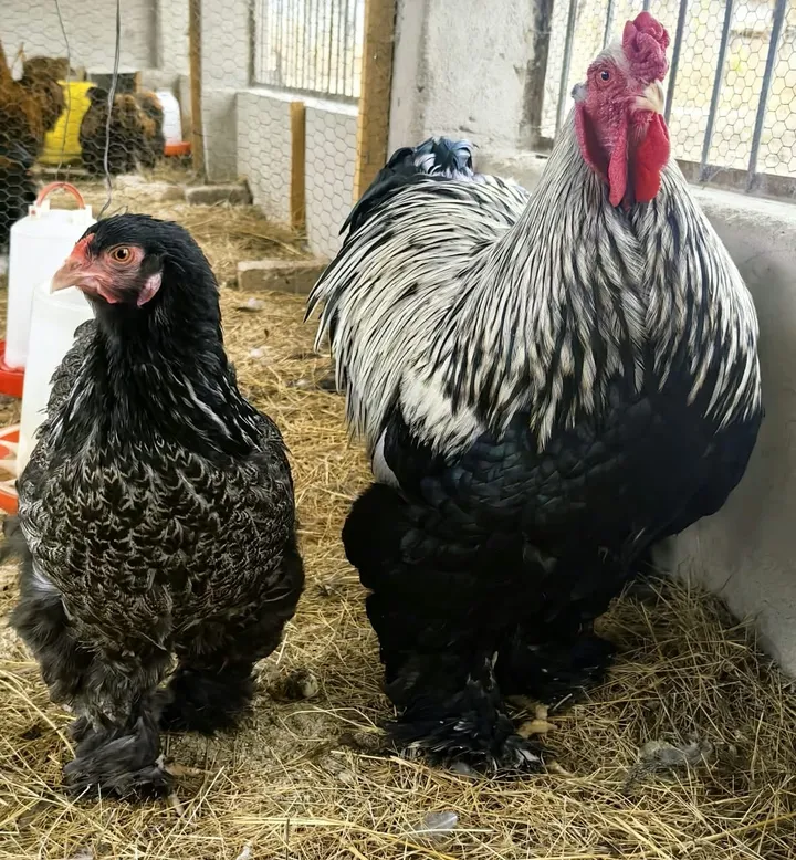 Double Laced Brahma hen and rooster with patterned black-and-silver feathers on straw bedding