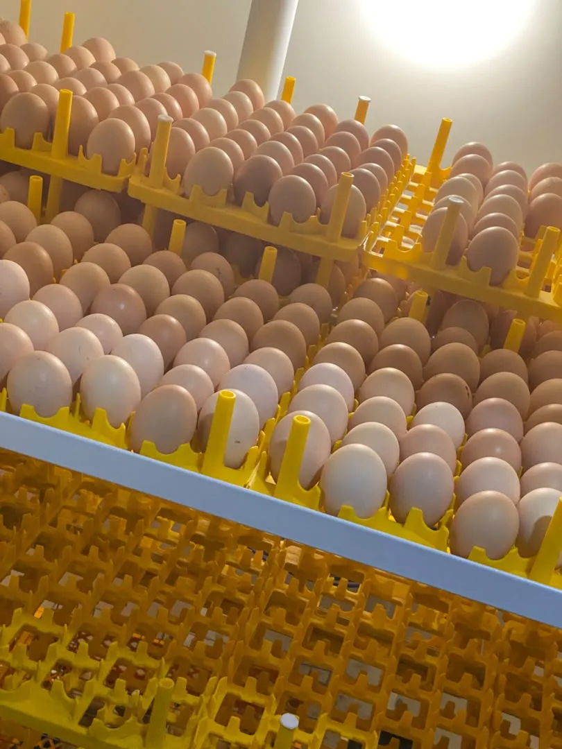 Hatching eggs arranged in rows of yellow incubator trays