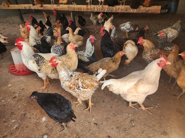 A mixed flock of indigenous Road Runner chickens in a range of colours