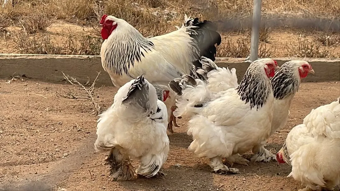 Light Columbian Brahma rooster and hens with white bodies, black-laced neck feathers and feathered feet
