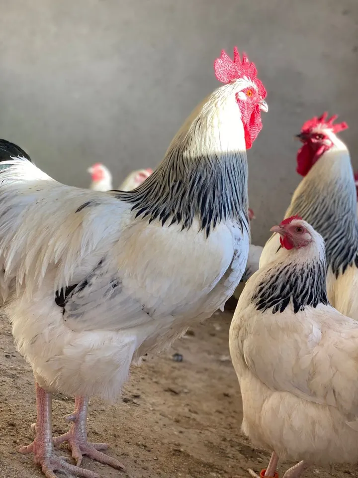 Light Sussex rooster with white body and black-striped neck feathers, with hens and another rooster beside him