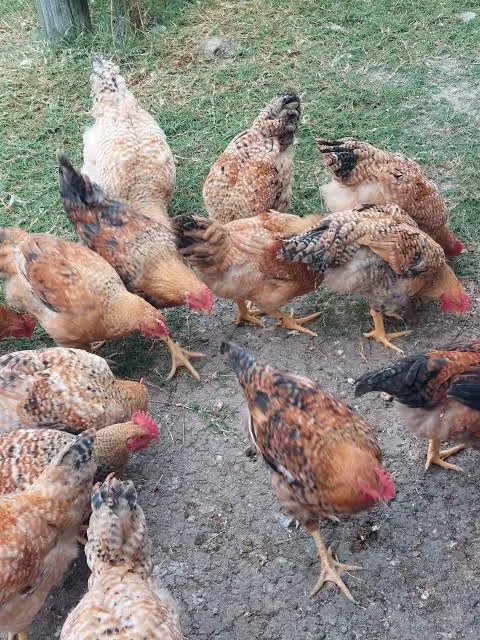A flock of Sasso Mix chickens with speckled brown and orange feathers foraging on grass and bare ground