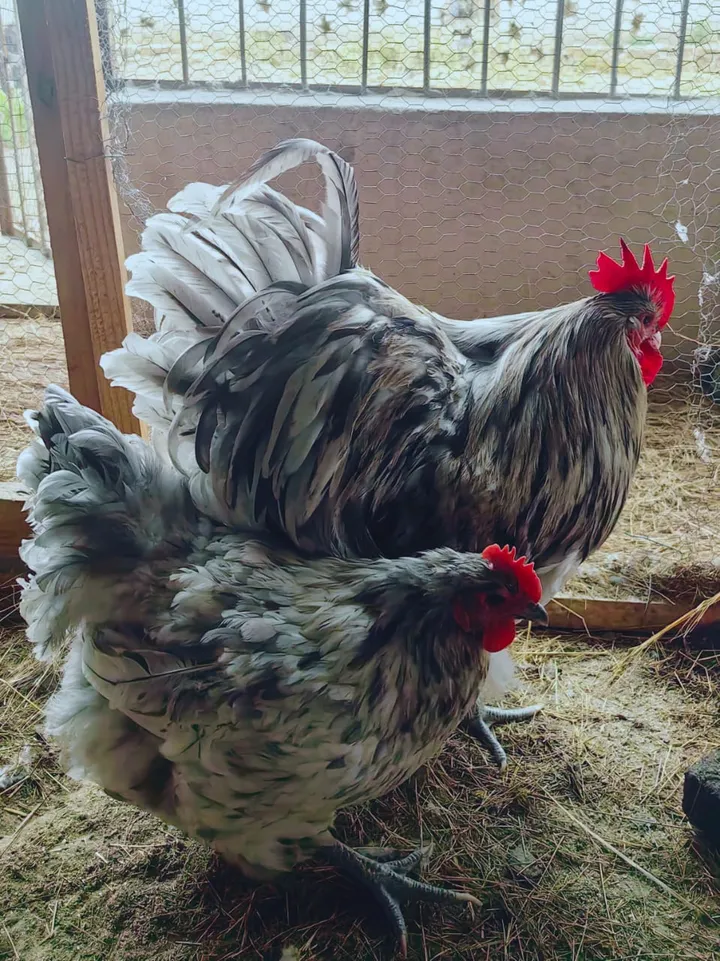 Splash Orpington rooster and hen with grey-blue and white speckled feathers